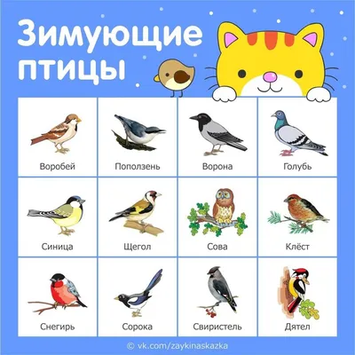 День зимующих птиц России. » Администрация Усманского муниципального района  Липецкой области, официальный сайт