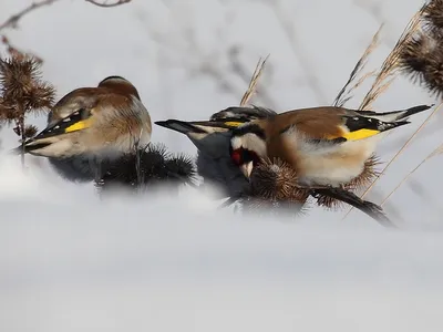 15 января - День зимующих птиц России - 16 Января 2020 - Сайт учителя  Рыбалко Анны Васильевны