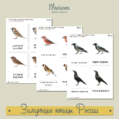 15 января в России — День зимующих птиц