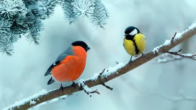 День зимующих птиц России