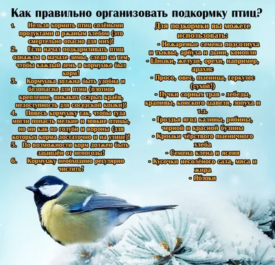 День зимующих птиц России | 14.01.2022 | Кологрив - БезФормата