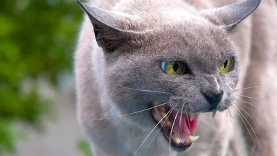 кошка, котенок, хищник, злая, трехцветная, пестрая, зрачки, белая, рыжая,  серая, черная, пушистая Stock-Foto | Adobe Stock