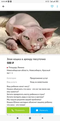 пугающая и злая кошка высунула язык, смешная мордочка кошка с высунутым  языком американская короткошерстная серебристо тэбби, Hd фотография фото  фон картинки и Фото для бесплатной загрузки