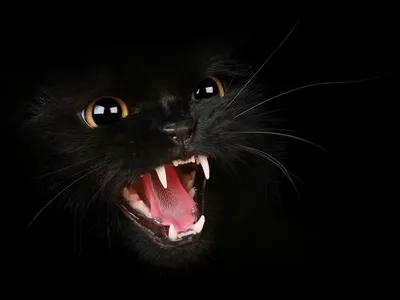 Злые породы кошек, наиболее агрессивные и боевые представители