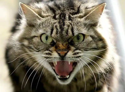 На Тайване появилась новая кошка Grumpy Cat - Российская газета