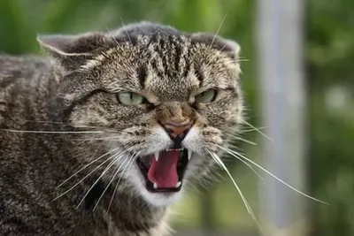 25 самых смешных фото котов, похожих на коварных злодеев - Летидор