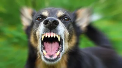 Как уберечься от злых собак? 19 августа - Всемирный День бездомных животных  - Российская газета