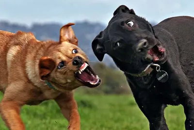Осторожно, злая собака: Топ-5 самых агрессивных пород псов, по мнению  кинологов