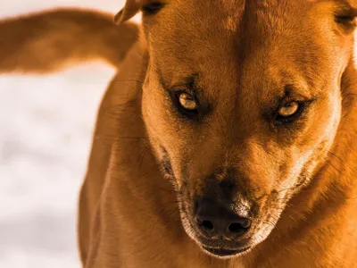 В Новороссийске свора дворовых собак напала на мужчину
