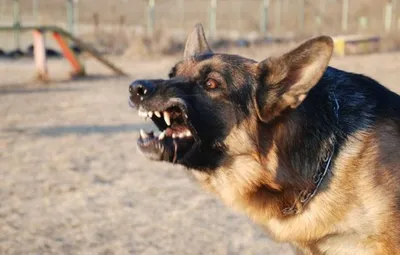 Десять самых злых пород собак в мире