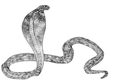 Картина на холсте Змеи природа (6) 20х30 см - купить по низкой цене в  интернет-магазине OZON (1207394595)