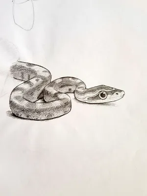 Красивые змеи на планете | Профессор Гуглов | Дзен