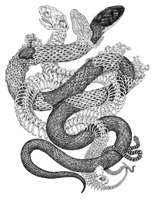 Крутые рисунки змеи (25 фото) » Рисунки для срисовки и не только