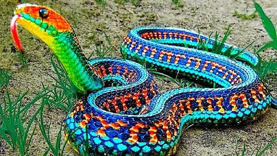 Невероятно красивые змеи | Пикабу