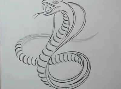 Самые редкие и красивые змеи в мире - Mover.uz