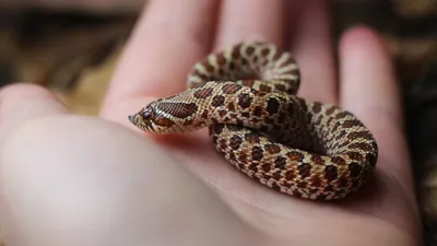 12 популярных мифов о змеях, в которые явно не стоит верить - Лайфхакер
