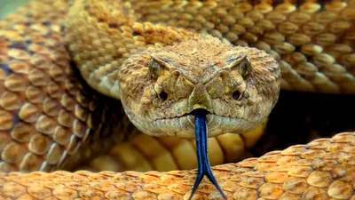Мохнатая змея\": Тбилисский зоопарк порадовал традиционным первоапрельским  сообщением - 01.04.2023, Sputnik Грузия