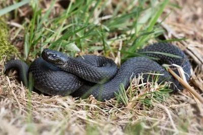 Фото восхитительных змей | Пикабу