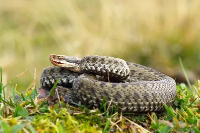 В Австралии открыли новый вид змей