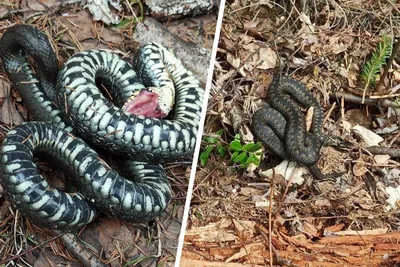 Ядовитые змеи Армении - Защита от ядовитых змей - ArmGeo.am