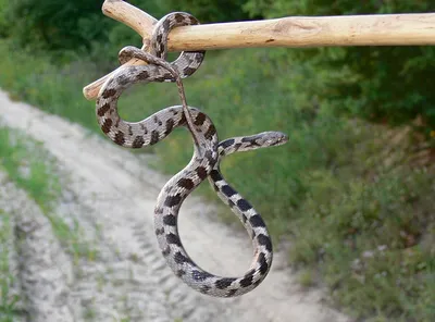 В этом году от укусов змей в Петербурге пострадали 11 человек
