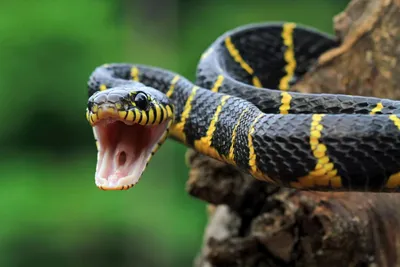 Как распознать ядовитую змею? Вглядитесь в неё — Секрет фирмы