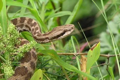 Зоолог КФУ: «Змея никогда не кусает просто так» | Медиа портал - Казанский  (Приволжский) Федеральный Университет