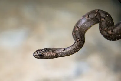 8-летний мальчик в Индии убил ядовитую змею своим укусом - АЗЕРТАДЖ