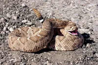 Какие змеи обитают в Ростовской области, ядовитые и неядовитые виды змей  Дона - 11 апреля 2023 - 161.ru