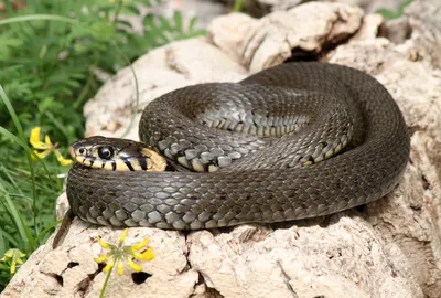 В Африке нашли змей, кусающих с закрытой пастью - Российская газета