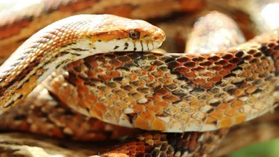 Гремучая змея: фото, особенности, ареал обитания гремучих змей – на Exomania
