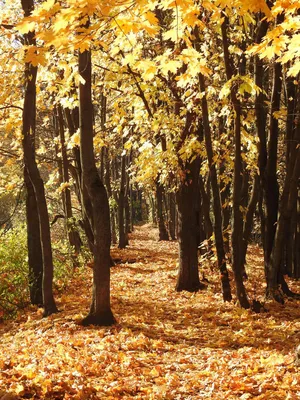 Картинки золотая осень в лесу