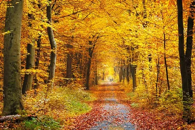 Золотая осень в смешанном лесу - 66 фото