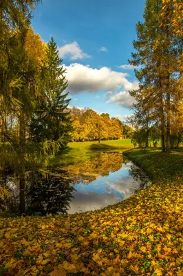 Золотая осень с листопад в лесу» — создано в Шедевруме