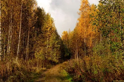 Золотая осень в лесу. Фотограф Соколова Елена
