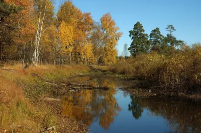 Золотая осень поход в лес - 55 фото