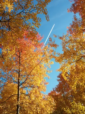 Купить Картина «Золотая Осень в Лесу» холст 70 x 50 см