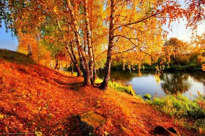 Золотая Осень Октябре Красивом Лесу стоковое фото ©YAYImages 261520450