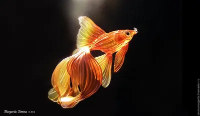 Золотая рыбка в природе - 75 фото