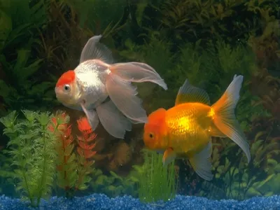 Золотая рыбка - «Символ удачи по фен-шуй» | отзывы
