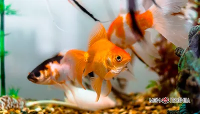 Золотая рыбка в природе - фото и картинки: 65 штук