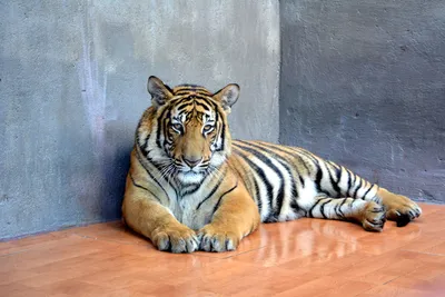 У зверей в зоопарках всегда потухшие глаза. | Пикабу