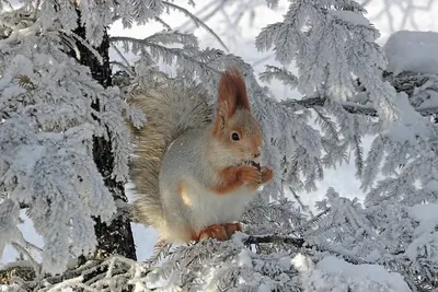 Рисунок звери зимой - 43 фото