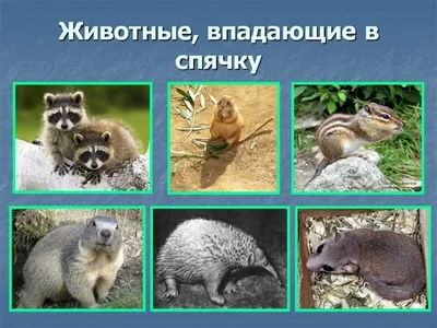 Животные зимой\", презентация для детей - YouTube