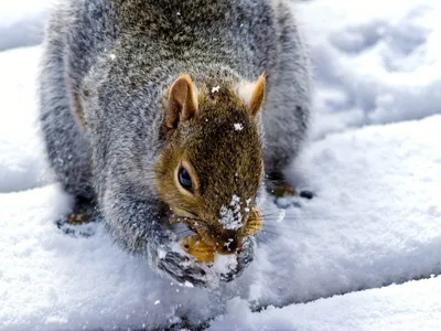 Животные зимой. Обсуждение на LiveInternet - Российский Сервис  Онлайн-Дневников | Самые милые животные, Животные, Белка