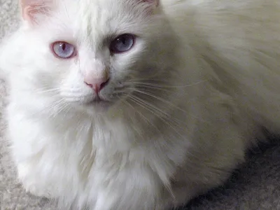 Бывают ли кошки с фиолетовыми глазами? | Meteora | Дзен