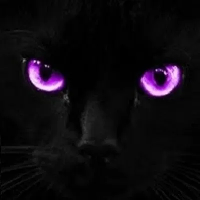 Кошка с фиолетовыми глазами - 57 фото