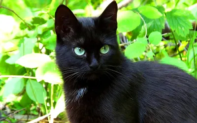 Кошка с фиолетовыми глазами - 84 фото