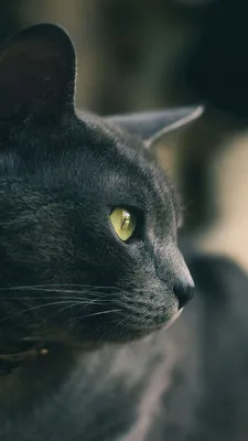 Картинка Черная кошка с зелеными глазами » Кошки » Животные » Картинки 24 -  скачать картинки бесплатно