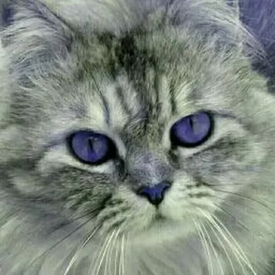 Найдена кошка с зелеными глазами на ул. Терешковой, 48 | Pet911.ru